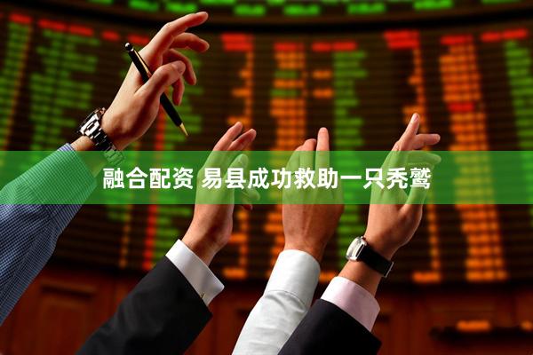 融合配资 易县成功救助一只秃鹫