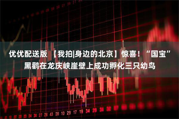 优优配送版 【我拍|身边的北京】惊喜！“国宝”黑鹳在龙庆峡崖壁上成功孵化三只幼鸟