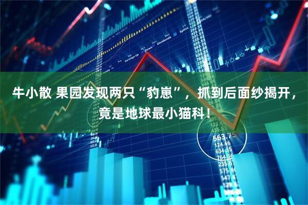 牛小散 果园发现两只“豹崽”，抓到后面纱揭开，竟是地球最小猫科！