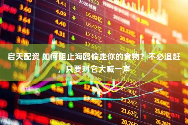启天配资 如何阻止海鸥偷走你的食物？不必追赶，只要对它大喊一声